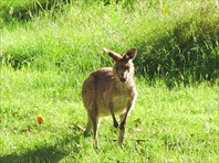 кенгуру подросток